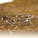 Parectopa plantaginisella - Hodges#0656