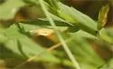 Parectopa plantaginisella - Hodges#0656 - photo 2