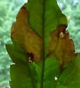 Parectopa plantaginisella - Hodges#0656 - photo 3