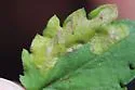 Parectopa plantaginisella - Hodges#0656 - photo 4