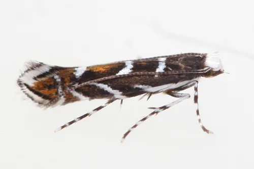 Locust Digitate Leafminer Moth