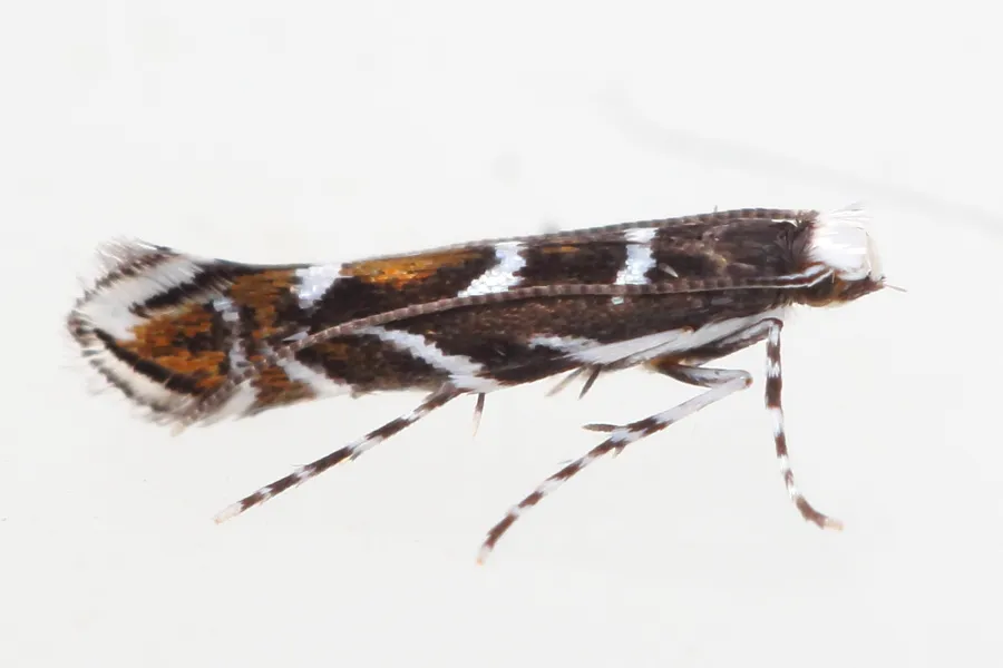 Locust Digitate Leafminer Moth - photo 2