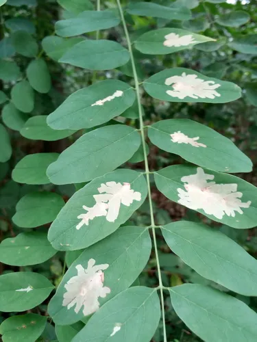 Locust Digitate Leafminer Moth - photo 4