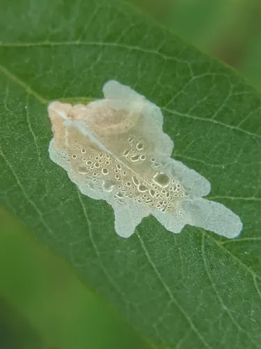 Locust Digitate Leafminer Moth - photo 5