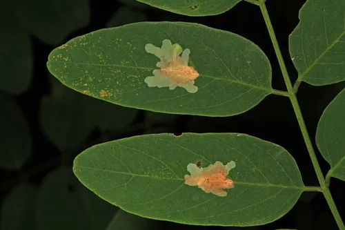 Locust Digitate Leafminer Moth - photo 6