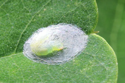 Locust Digitate Leafminer Moth - photo 7