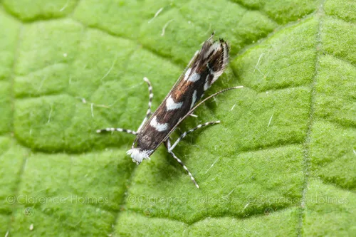 Locust Digitate Leafminer Moth - photo 8