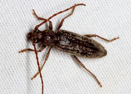 Parelaphidion incertum - Parelaphidion incertum