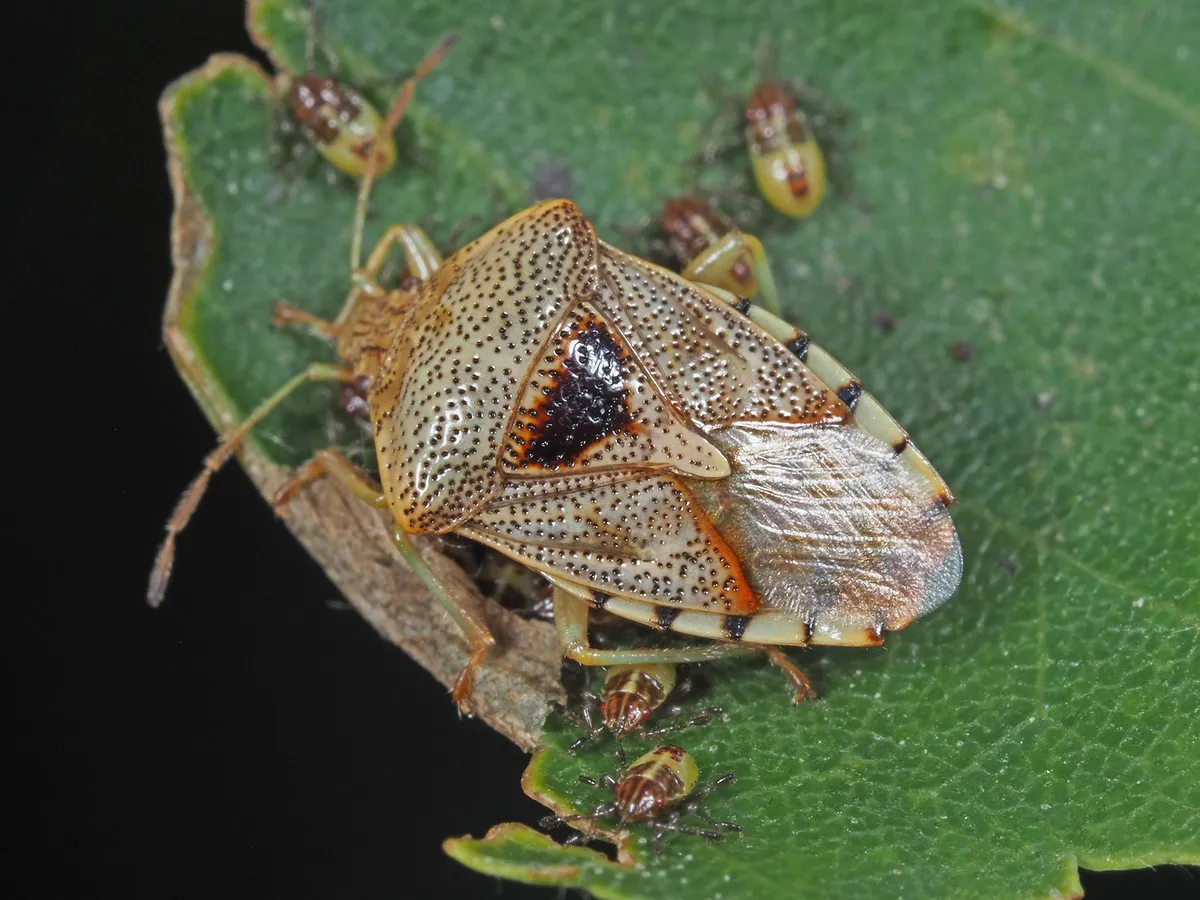 Parent Bug - photo 3