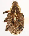 Parenthis vestitus - Parenthis vestitus
