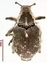 Parenthis vestitus - photo 2