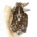 Parenthis vestitus - photo 4