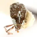 Parenthis vestitus - photo 5