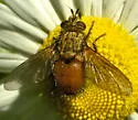 Parepalpus flavidus - Parepalpus flavidus