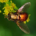 Parepalpus flavidus - photo 2