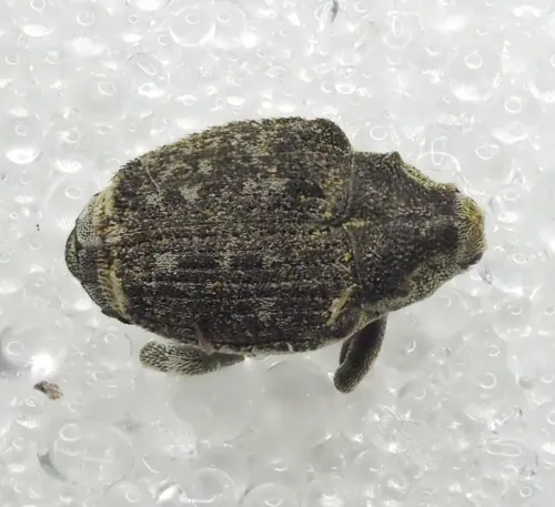 Parethelcus pollinarius - photo 2