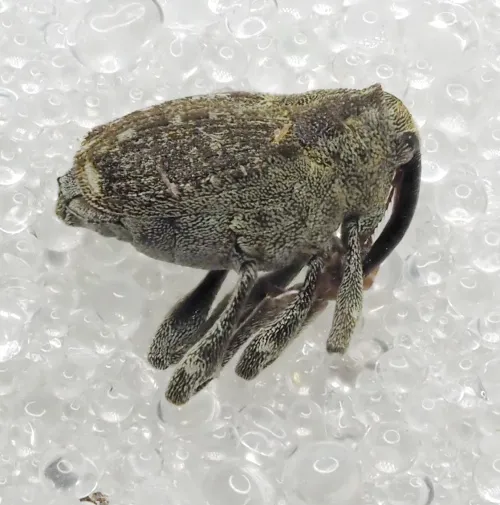 Parethelcus pollinarius - photo 3