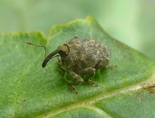 Parethelcus pollinarius - photo 4
