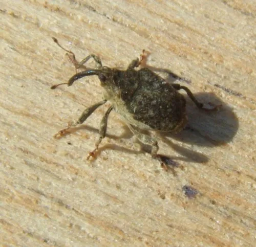 Parethelcus pollinarius - photo 5