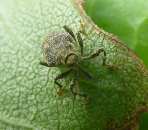 Parethelcus pollinarius - photo 6