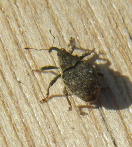 Parethelcus pollinarius - photo 8