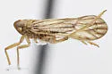 Pareuidella avicephaliforma