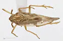 Pareuidella avicephaliforma - photo 2