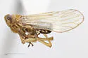 Pareuidella magnistylus