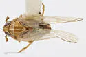 Pareuidella magnistylus - photo 2