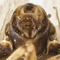 Pareuidella magnistylus - photo 4