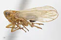 Pareuidella triloba