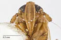 Pareuidella triloba - photo 3