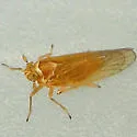 Pareuidella weedi