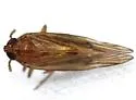 Pareuidella weedi - photo 2