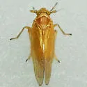 Pareuidella weedi - photo 3