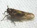 Pareuidella weedi - photo 4