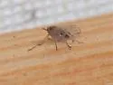 Pareuidella weedi - photo 5