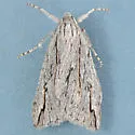 Parexcelsa ultraria - Hodges#6777 - photo 3