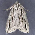 Parexcelsa ultraria - Hodges#6777 - photo 4
