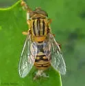 Parhelophilus divisus