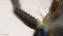 Parhelophilus divisus - photo 2