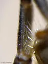 Parhelophilus divisus - photo 3