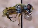 Parhelophilus divisus - photo 4