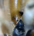 Parhelophilus divisus - photo 5