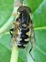 Parhelophilus flavifacies - photo 2