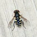 Parhelophilus flavifacies - photo 3
