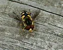 Parhelophilus flavifacies - photo 4
