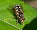Parhelophilus flavifacies - photo 5