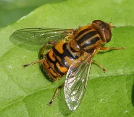 Parhelophilus frutetorum