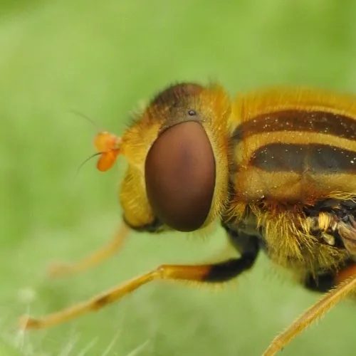 Parhelophilus frutetorum - photo 2